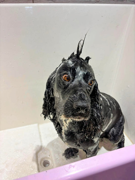 Dave's spa day