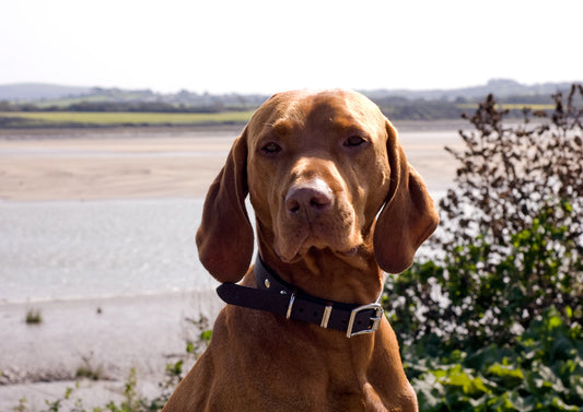 Calling all dog owners!