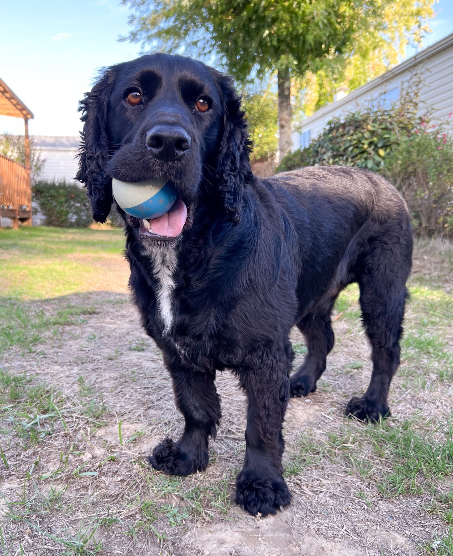 black dog with ball in mouth against an outside setting