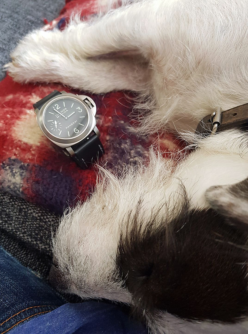 Panerai 177 on nautilus leather with grey stitching. Being guarded by the ferocious Alfie. © Glen Richardson